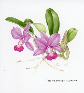 お知らせ - 日本ボタニカルアート協会